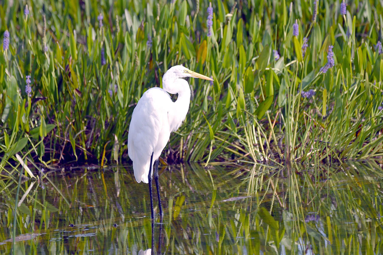 White coastal bird standing in wetlands near Newport Rhode Island